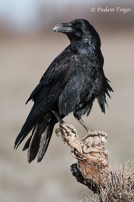 Cuervo (Corvus corax)